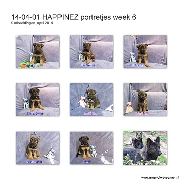 Portretjes van week 6, de ODH pups zijn nu 5 weken oud